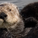 Illustration for article titled Sea Otters Use Tools, and Archaeologists Are On the Case